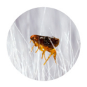Flea & tick control - Cleveland lawn care service