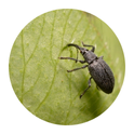 Insect control - Canal Fulton lawn care