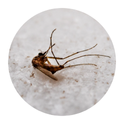 Mosquito control - Lawn care in Canal Fulton, Ohio
