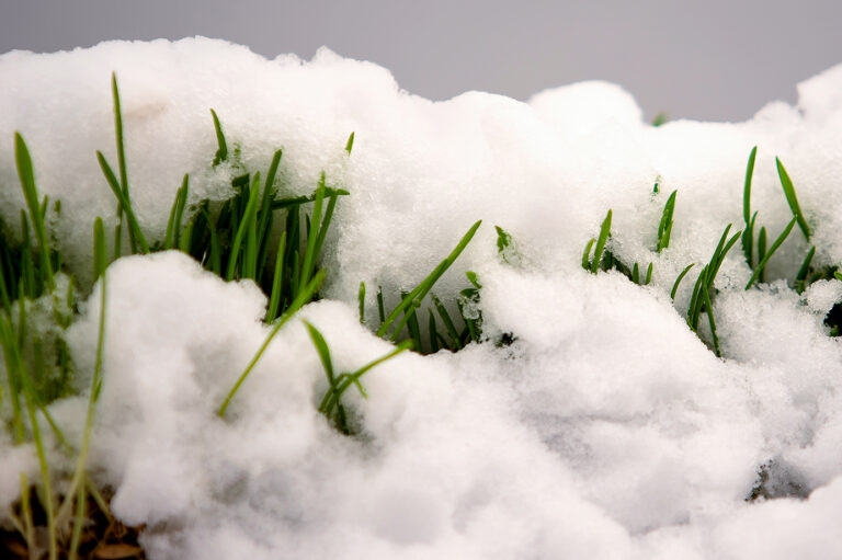 Lawn care after winter is crucial for remedying issues caused by snow and cold weather.
