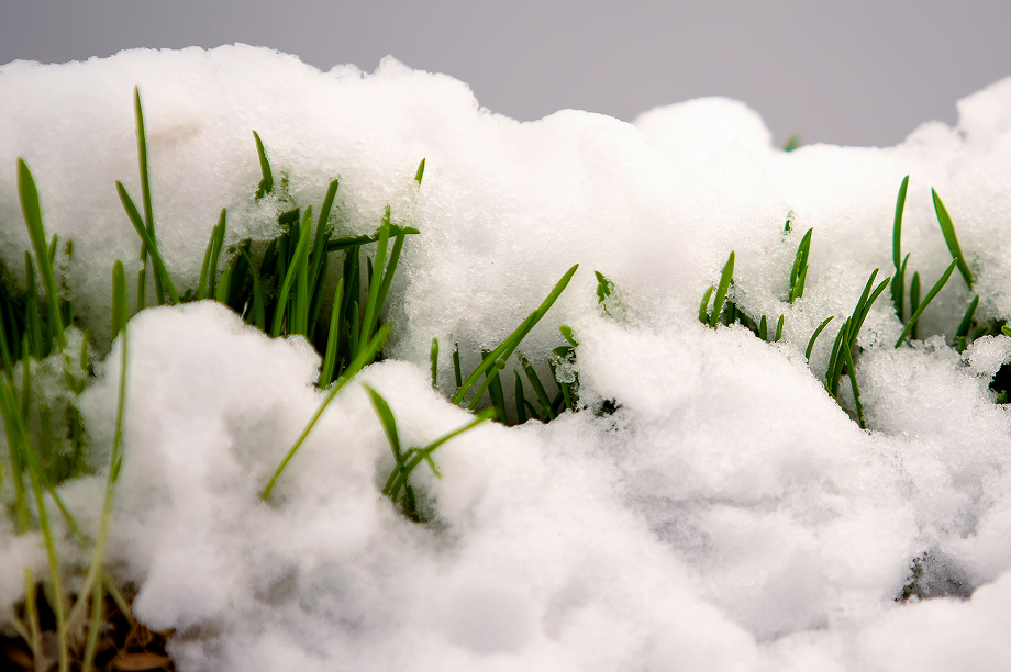 Lawn care after winter is crucial for remedying issues caused by snow and cold weather.
