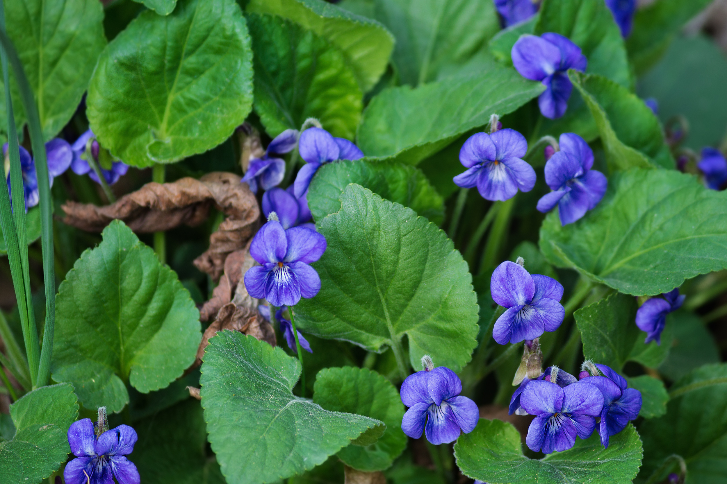 Wild Violet Weeds
