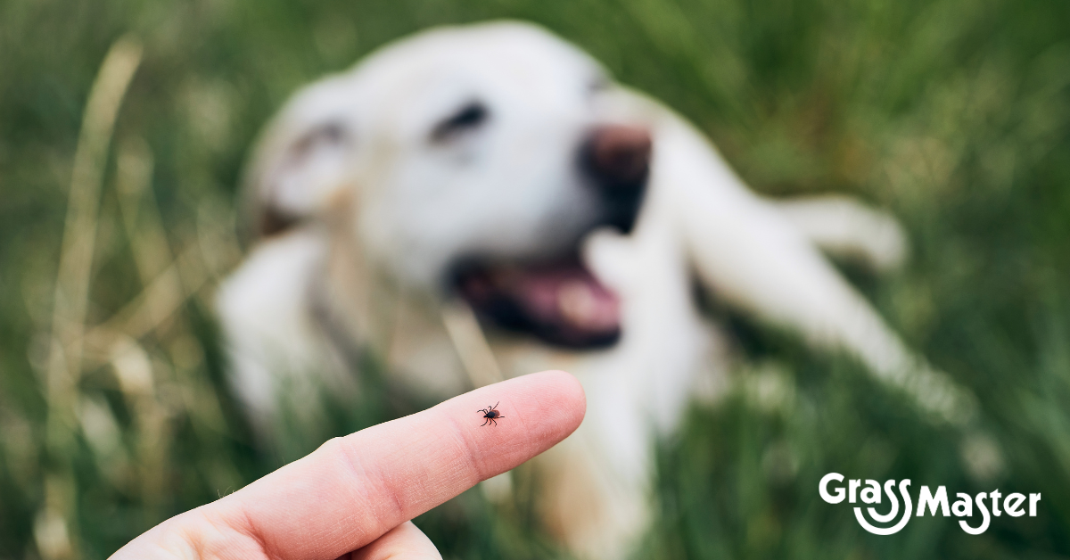 ohio ticks