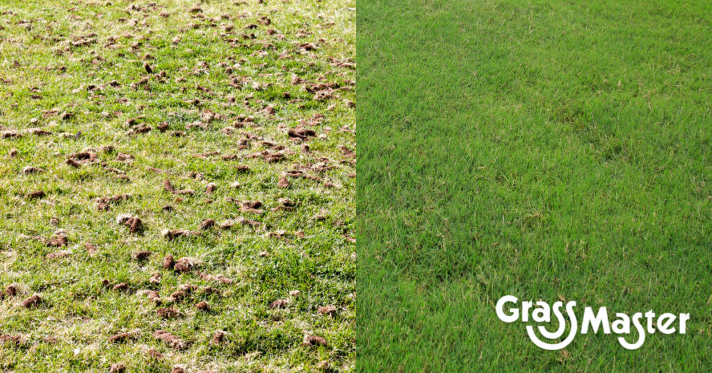 Before-and-after lawn aeration comparison showing soil plugs across the grass on the left and a lush, healthy green lawn on the right.