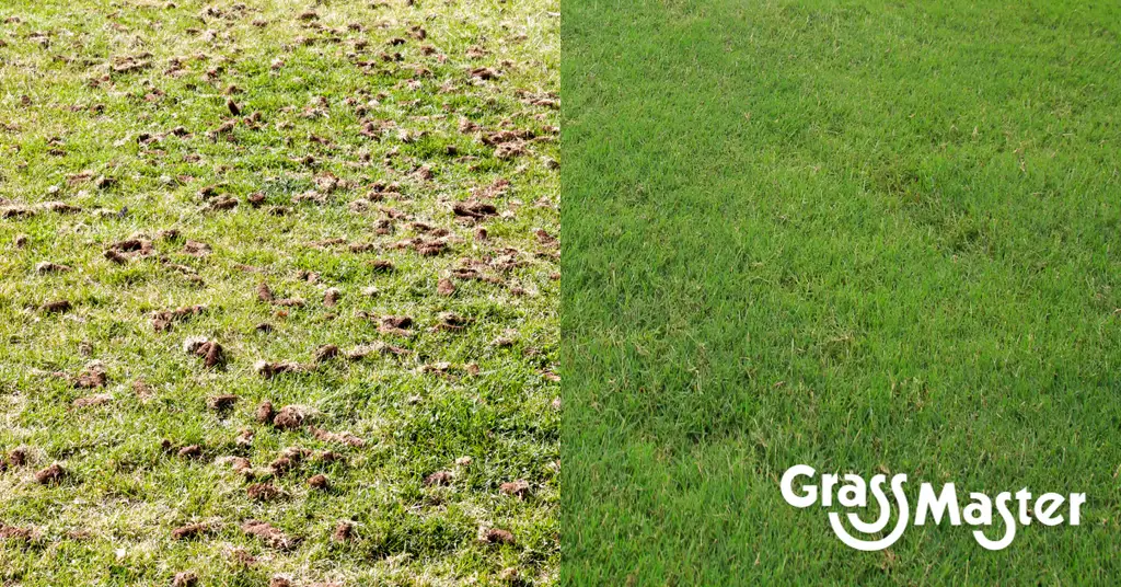 Before-and-after lawn aeration comparison showing soil plugs across the grass on the left and a lush, healthy green lawn on the right.