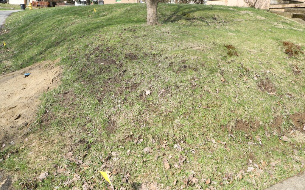 A sloped residential lawn with patchy, thinning grass and several areas of exposed soil. A tree stands near the top of the hill