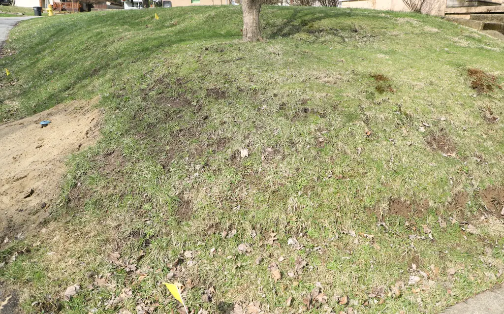 A sloped residential lawn with patchy, thinning grass and several areas of exposed soil. A tree stands near the top of the hill