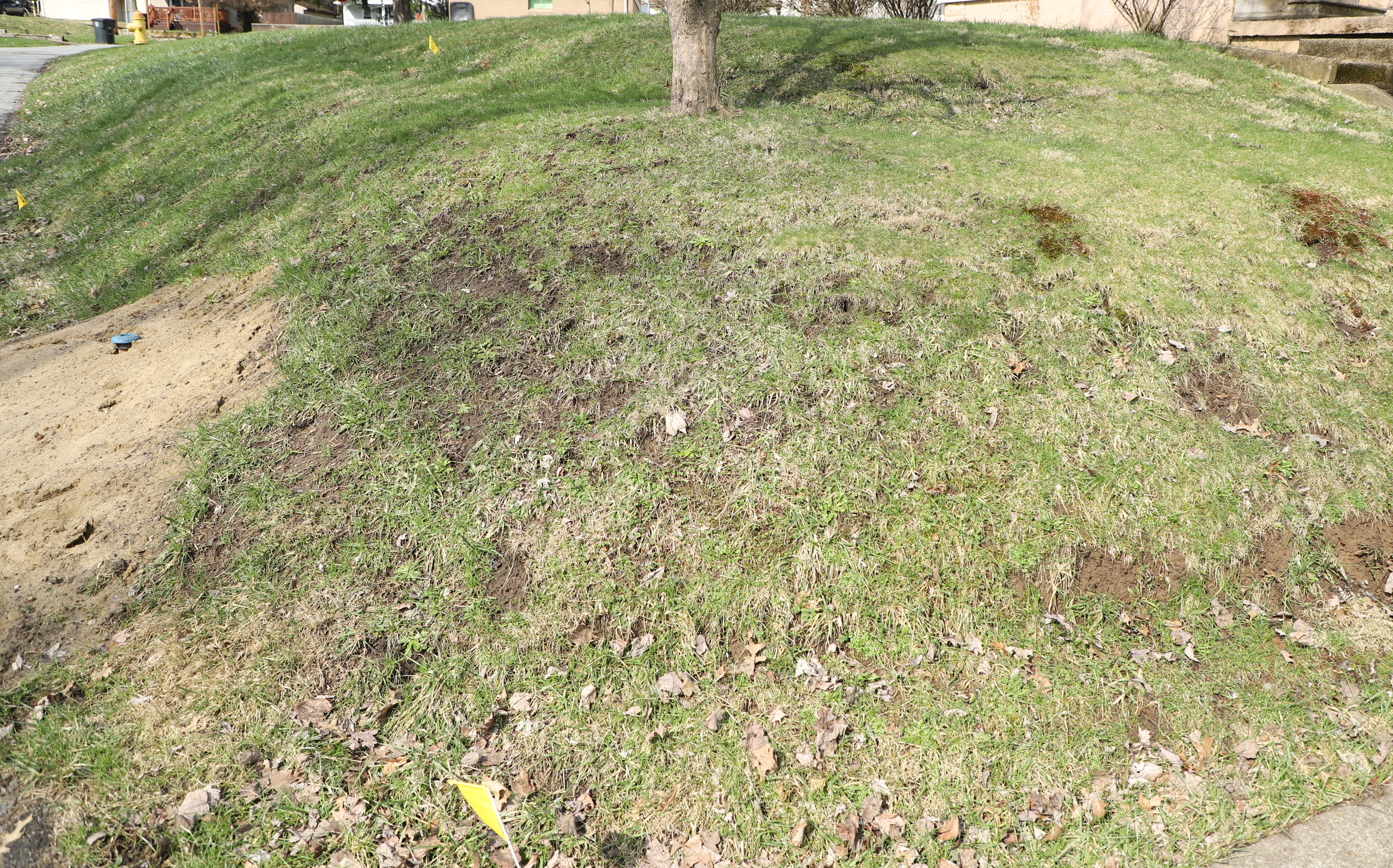 A sloped residential lawn with patchy, thinning grass and several areas of exposed soil. A tree stands near the top of the hill