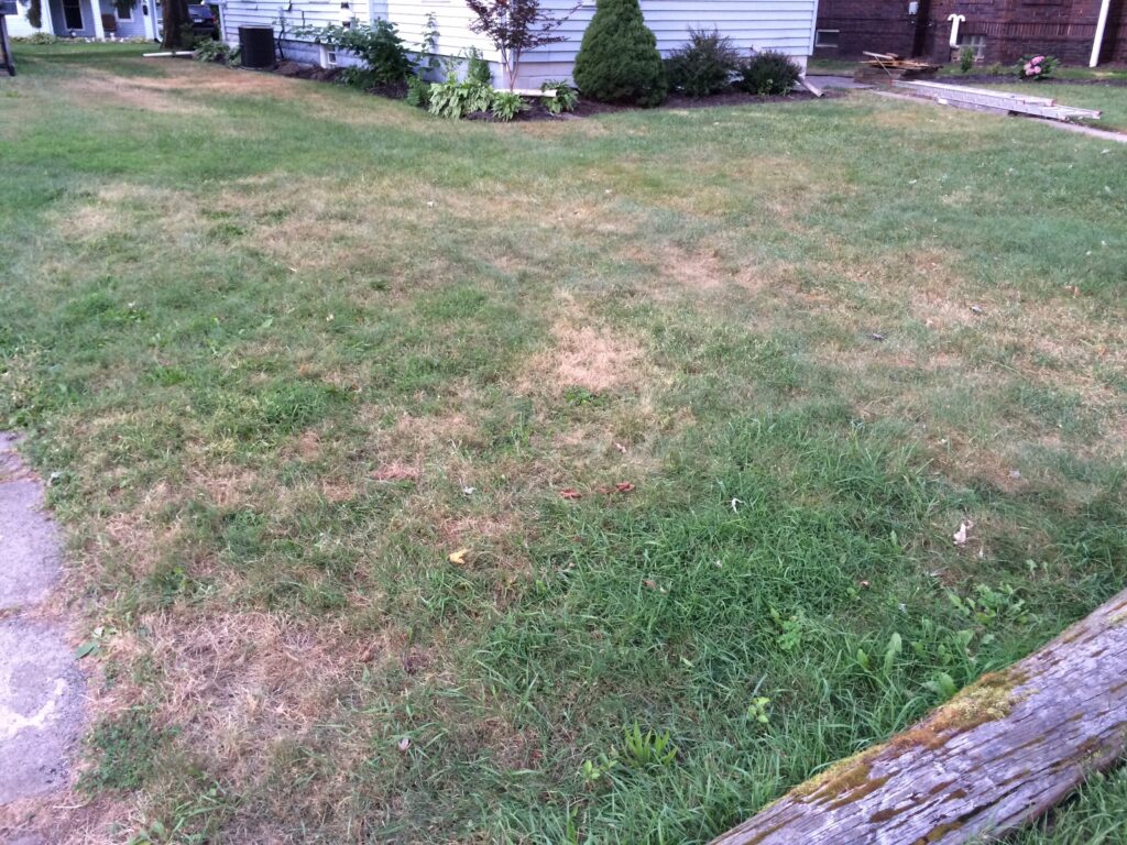 Patchy residential lawn with areas of dry, brown grass and greener growth, bordered by a house.