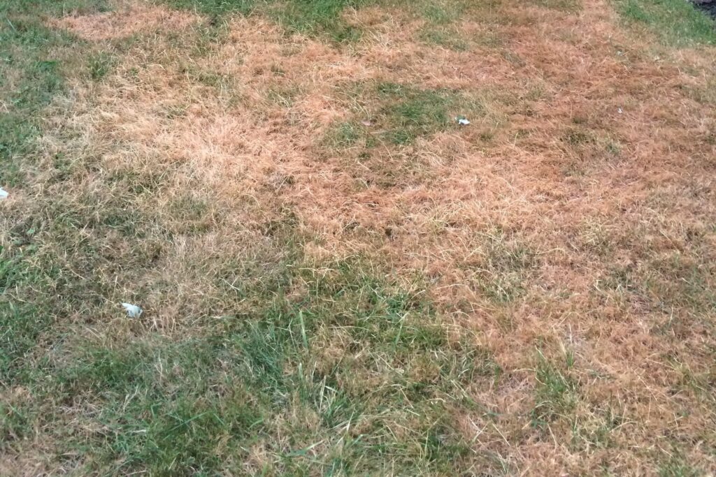 Patchy lawn with large areas of dry, brown grass interspersed with sections of green grass.