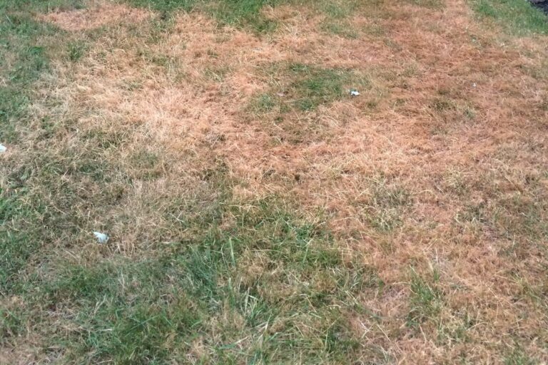 Patchy lawn with large areas of dry, brown grass interspersed with sections of green grass.