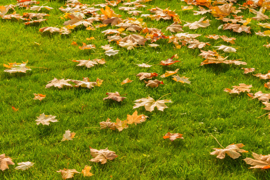 Green lawn covered with fallen autumn leaves during late fall, when winterizer lawn fertilizer is typically applied.