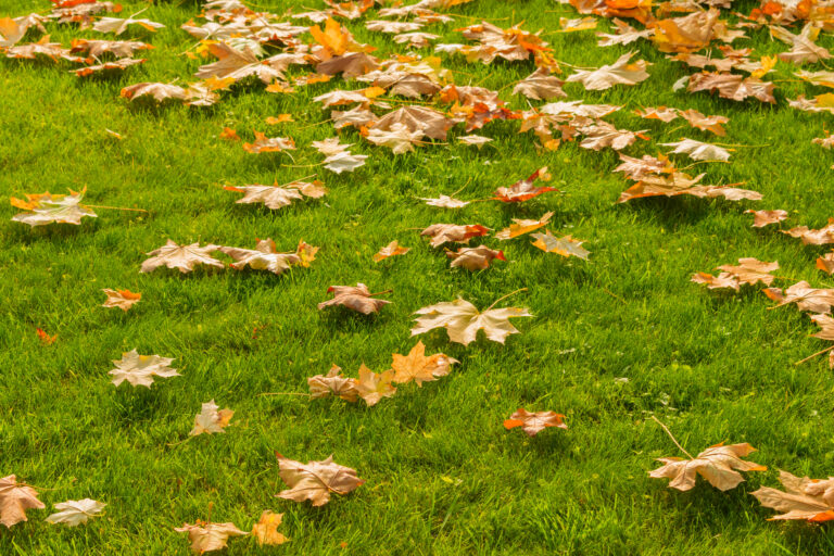 Green lawn covered with fallen autumn leaves during late fall, when winterizer lawn fertilizer is typically applied.