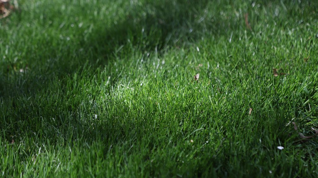 Close-up of thick, healthy green grass growing in a well-maintained residential lawn.
