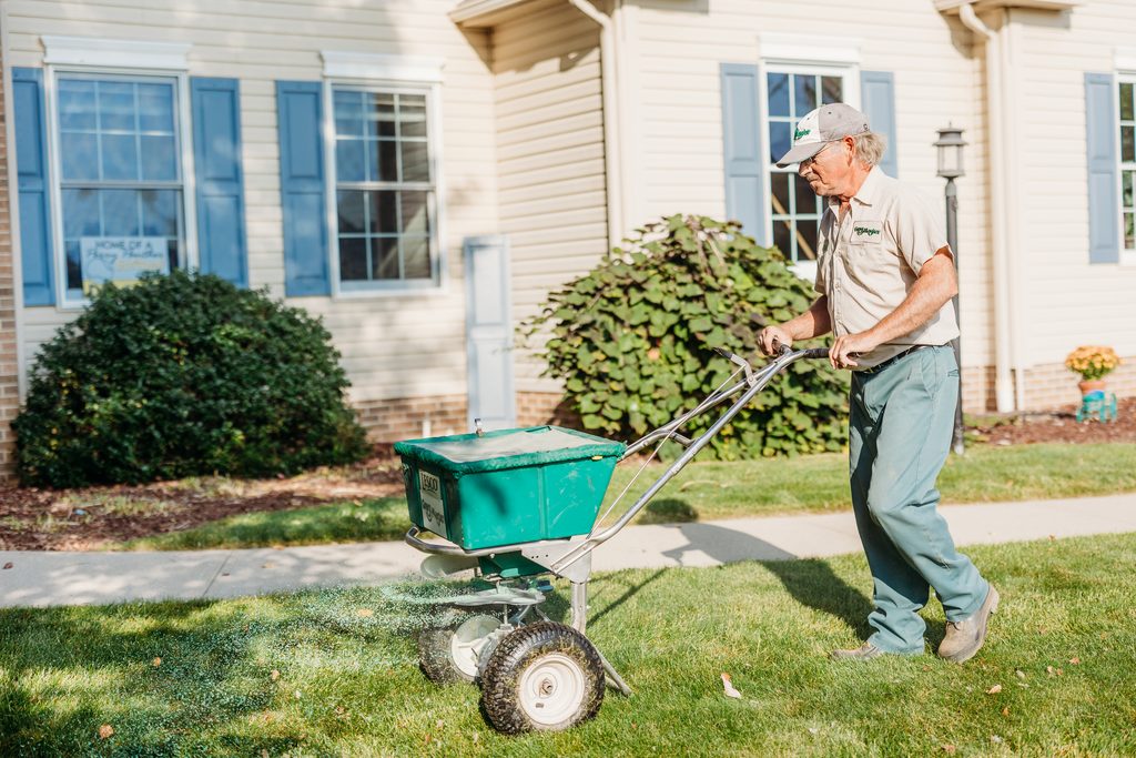 Lawn care professional applying granular lawn treatment with a broadcast spreader on a residential lawn.
