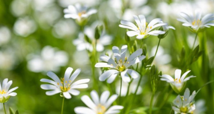 Chickweed (1) Chickweed plant