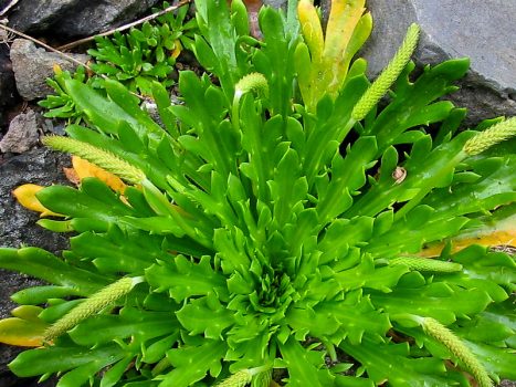 Buckhorn Plantain is a lawn weed with long, slender leaves