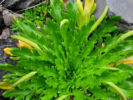 buckhorn Buckhorn Plantain weed with long, wide, lance-shaped leaves that have prominent veins ending in a pointed tip and a few stalks with flower clusters that have not bloomed