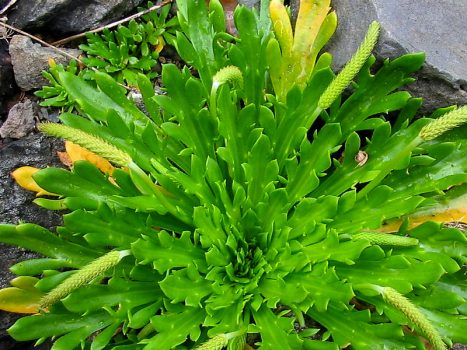 Buckhorn Plantain weed with long, wide, lance-shaped leaves that have prominent veins ending in a pointed tip and a few stalks with flower clusters that have not bloomed