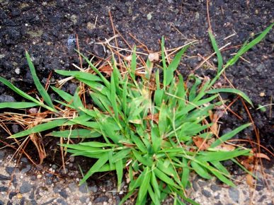 crabgrass growing through asphalt with wide, flat, green leaf blades