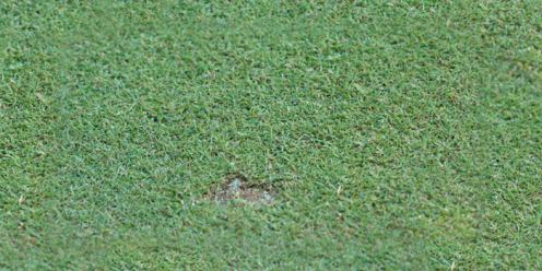 Cutworm-Infected Turf Grass
