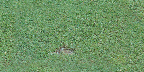 Cutworm-Infected Turf Grass