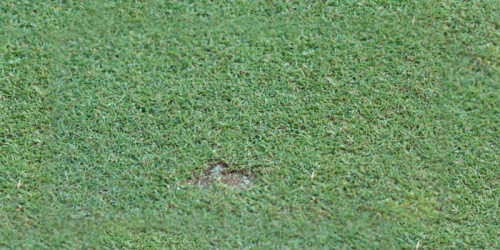 cut-worm-yard-damage Cutworm-Infected Turf Grass