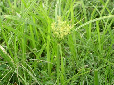 Nutsedge looks very similar to grass, but it is a grass weed with a tuber at its base