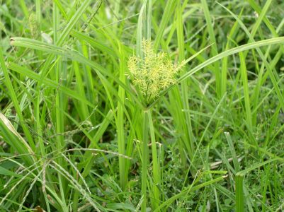 nutsedge Nutsedge weed with a yellowish seed head and thin, light green leaves that come to a point and give the grass weed a distinctive V shape