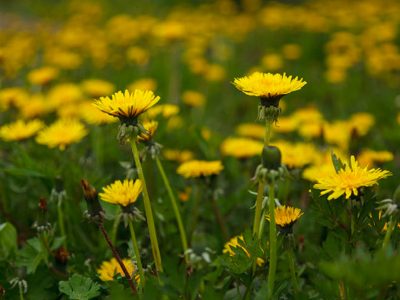 field of dandelion weeds with green hollow stalks and yellow flowers blooming