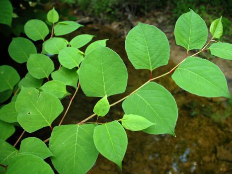Knotweed with many wiry stems and green, oval-shaped leaves