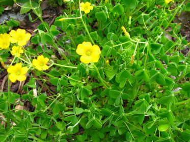 cluster of oxalis weed with long, thin stalks and three heart-shaped leaflets coming from each stalk with some stalks ending in blooming, bright yellow flowers