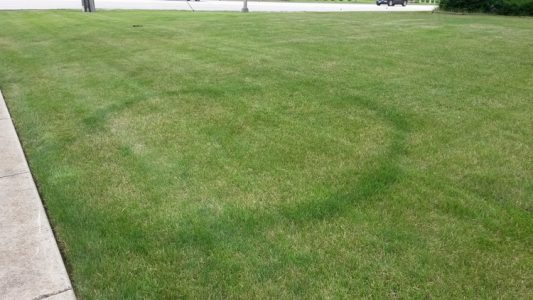Lawn infected with fairy ring