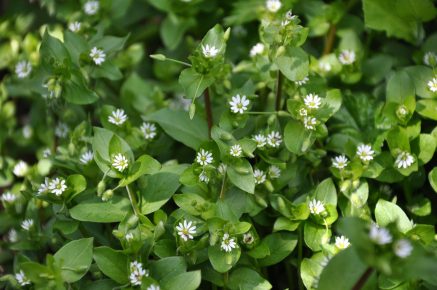 stellaria-media-common-chickweed-1 Chickweed
