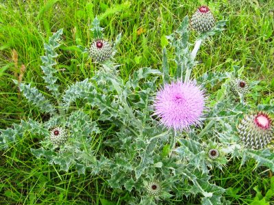 thistle thistle weed with a single bright pink, spiky bloom and other spiky green bulbs with pink crowns about to bloom from stems with long leaves and sharp spines