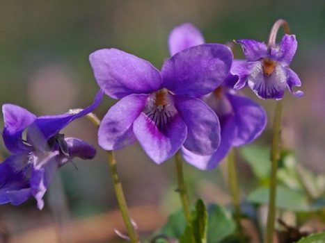 wild violets are a common lawn weed